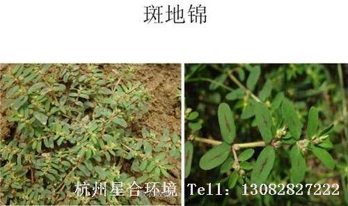 这些绿化养护中的杂草图谱你认识多少？