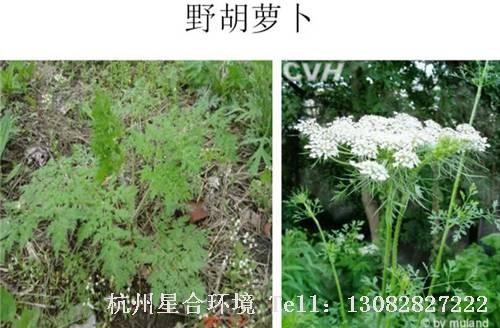 这些绿化养护中的杂草图谱你认识多少？