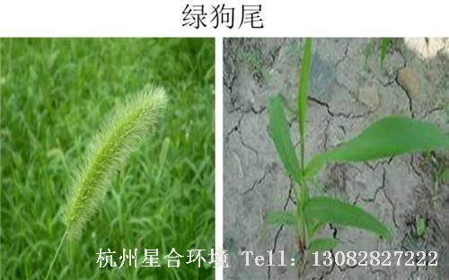 这些绿化养护中的杂草图谱你认识多少？