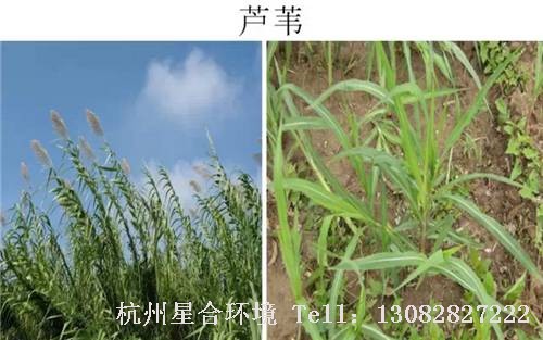 这些绿化养护中的杂草图谱你认识多少？