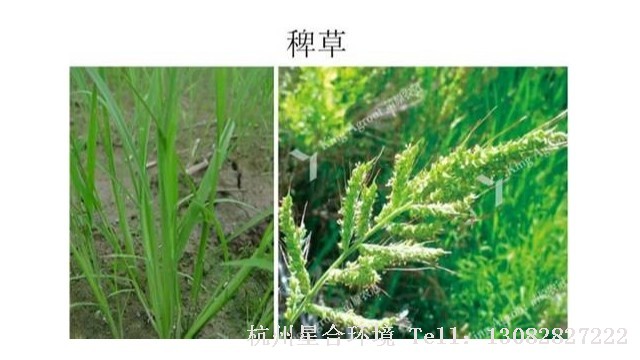 绿化养护
