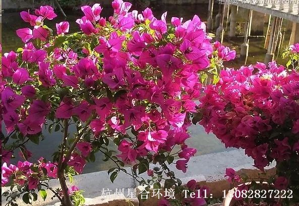 绿化养护