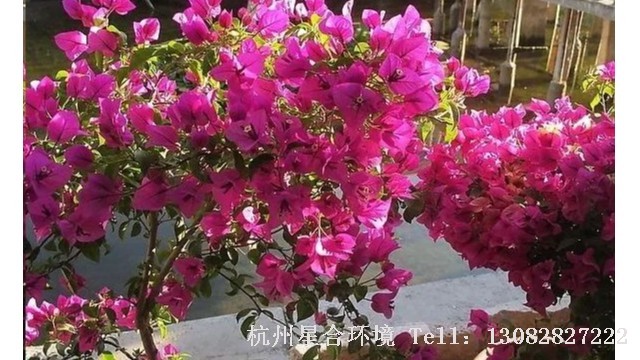 绿化养护