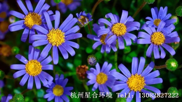 庭院养护