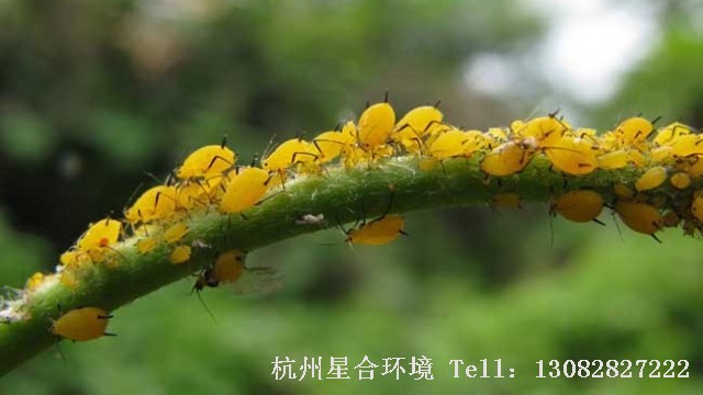 绿化养护