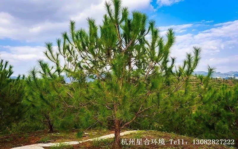 作为一个水资源严重缺乏的国家，无论是从生态角度，还是经济角度，我国的园林绿化是一定要提倡节水的。此外，随着全球气候变暖，水分流失日益加剧，苗木供应节水园林打造更是势在必行，而打造节水园林，耐旱植物是当之无愧的主角。