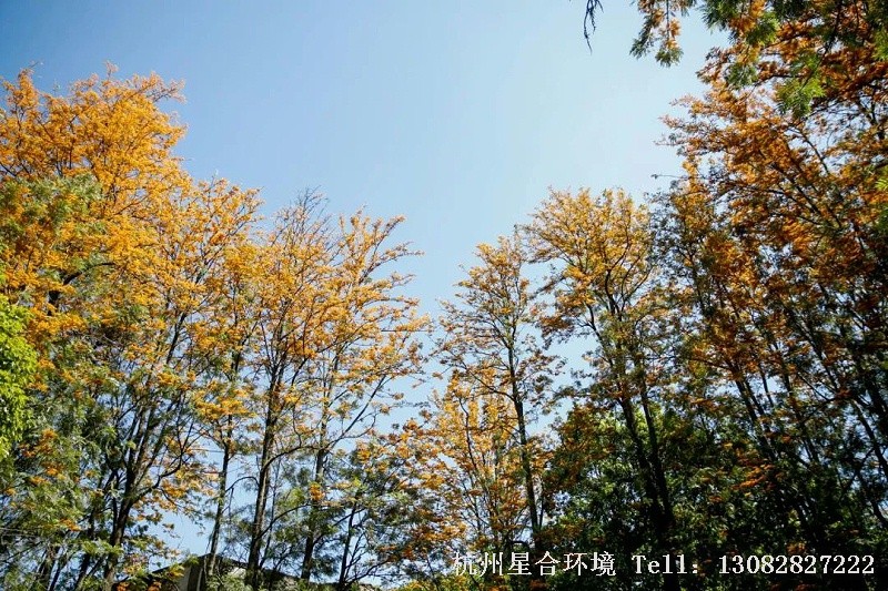 作为一个水资源严重缺乏的国家，无论是从生态角度，还是经济角度，我国的园林绿化是一定要提倡节水的。此外，随着全球气候变暖，水分流失日益加剧，苗木供应节水园林打造更是势在必行，而打造节水园林，耐旱植物是当之无愧的主角。