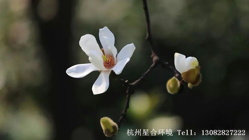 作为一个水资源严重缺乏的国家，无论是从生态角度，还是经济角度，我国的园林绿化是一定要提倡节水的。此外，随着全球气候变暖，水分流失日益加剧，苗木供应节水园林打造更是势在必行，而打造节水园林，耐旱植物是当之无愧的主角。