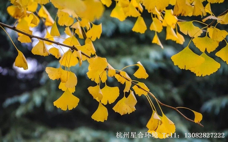 作为一个水资源严重缺乏的国家，无论是从生态角度，还是经济角度，我国的园林绿化是一定要提倡节水的。此外，随着全球气候变暖，水分流失日益加剧，苗木供应节水园林打造更是势在必行，而打造节水园林，耐旱植物是当之无愧的主角。