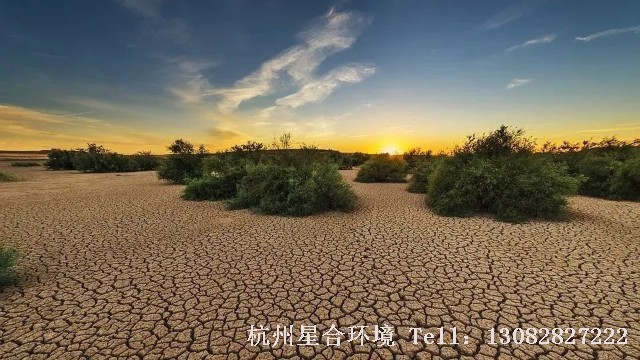 苗木供应