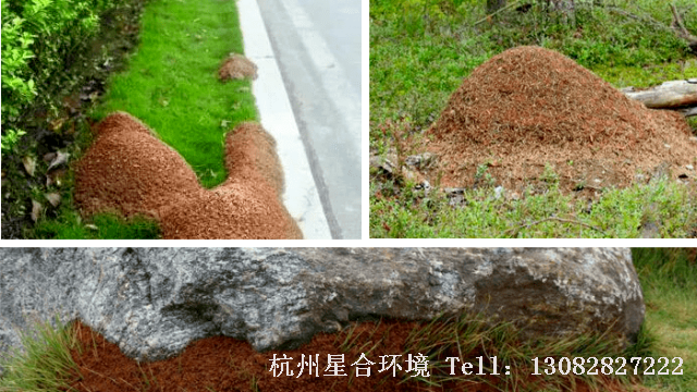 小区绿化养护-小区绿化养护中被它咬到就痒不欲生，园林人如何高效防治？