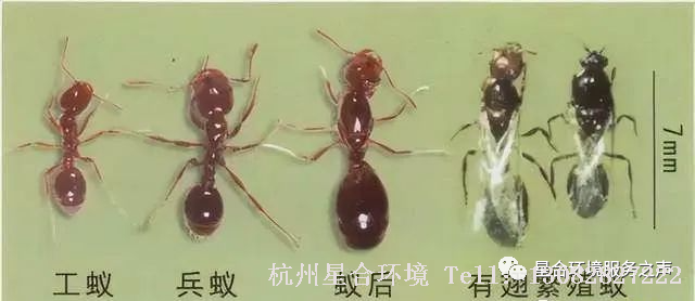 小区绿化养护