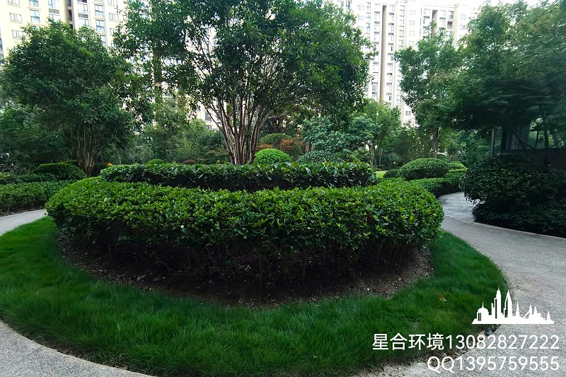 园林绿化养护中绿篱如何修剪才美观