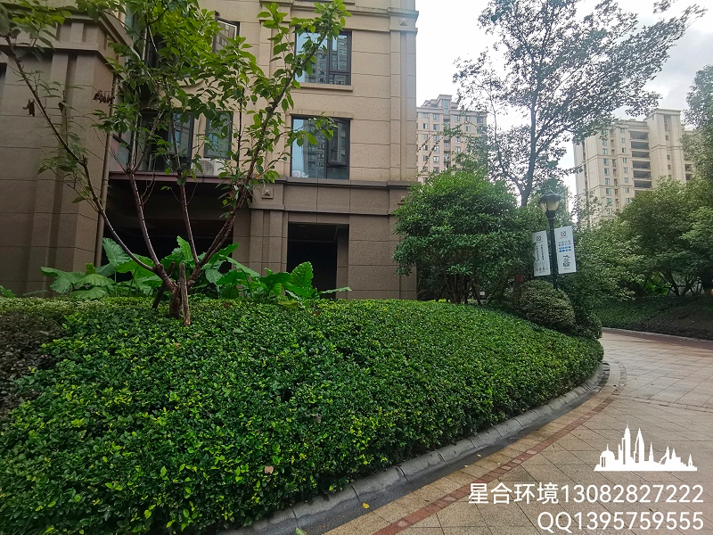 园林绿化养护中绿篱如何修剪才美观