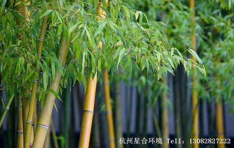 绿化养护观赏竹