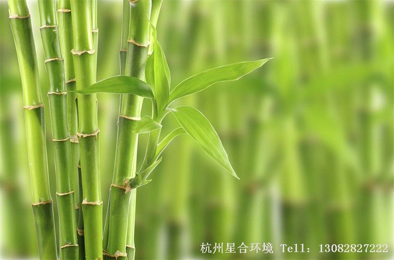 绿化养护绿竹