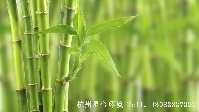 绿化养护