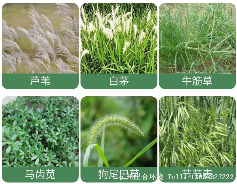 绿化养护绿篱杂草