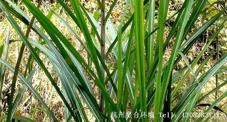 绿化养护茅草