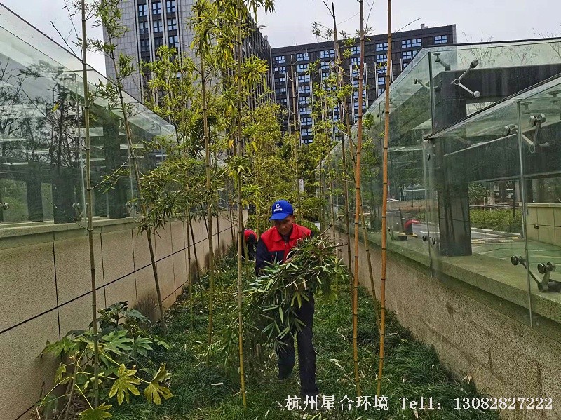 绿化养护修剪树木