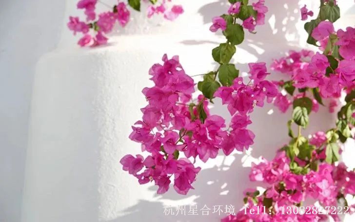绿化养护盆栽三角梅
