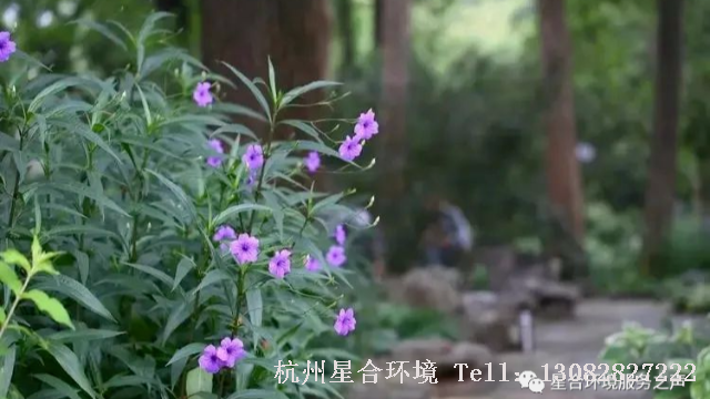 绿化施工
