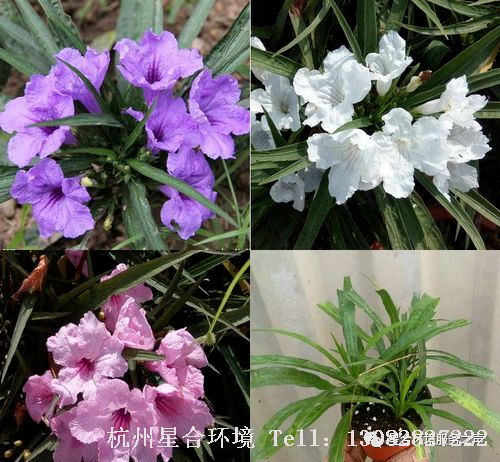 绿化施工