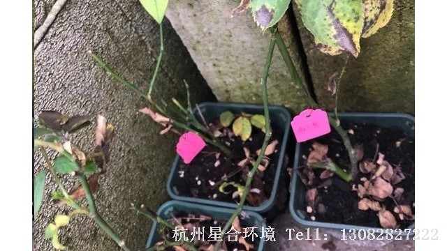杭州小区养护