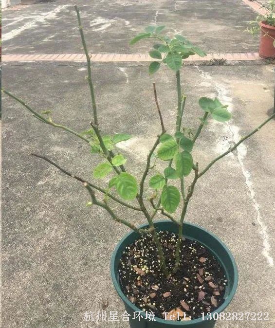 杭州小区养护
