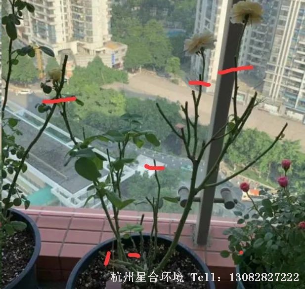 杭州小区养护