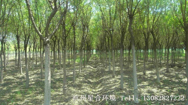 绿化养护