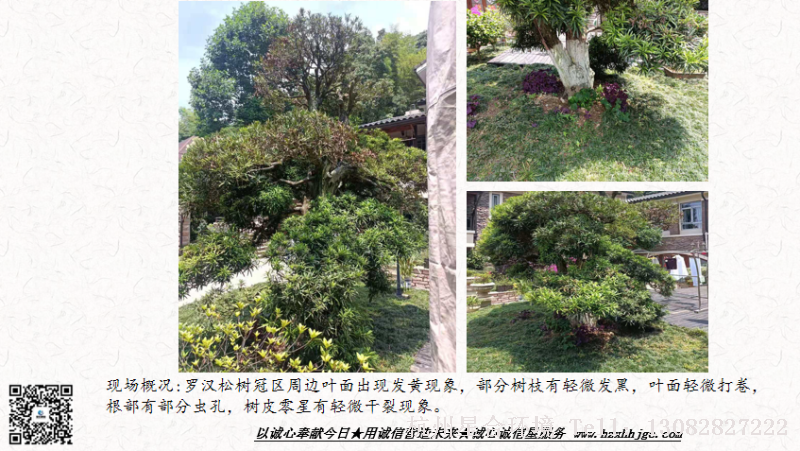 庭院养护罗汉松