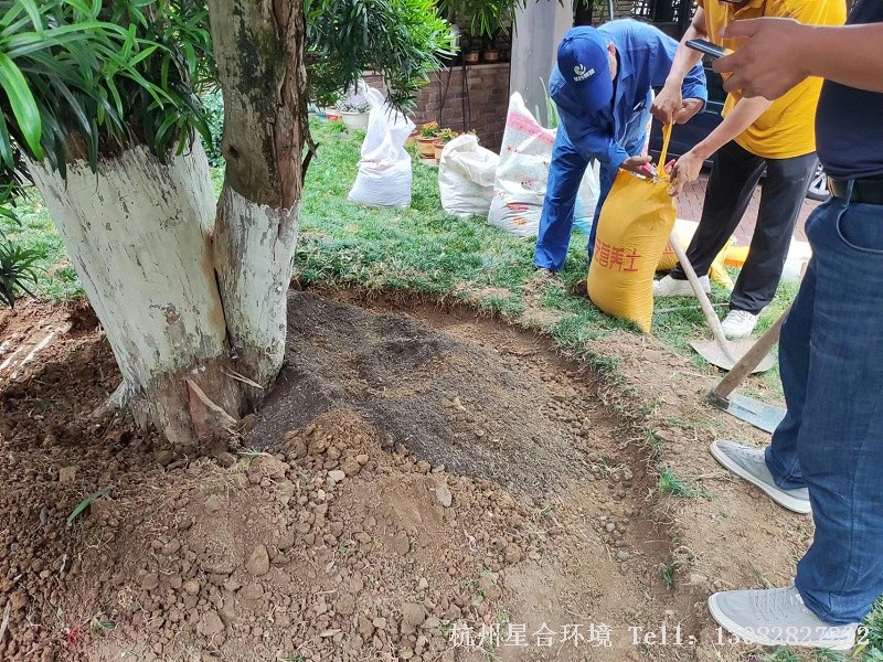 庭院养护罗汉松松土