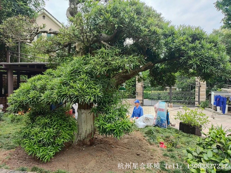 庭院养护罗汉松施工