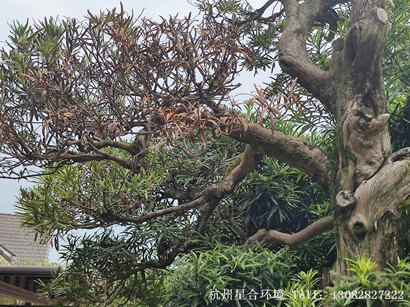 庭院养护罗汉松枯枝