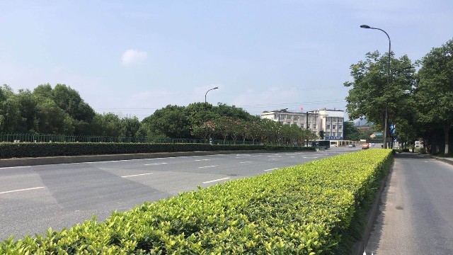 市政绿化养护-兴元路马路绿化养护项目