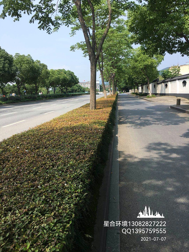 马路绿化养护