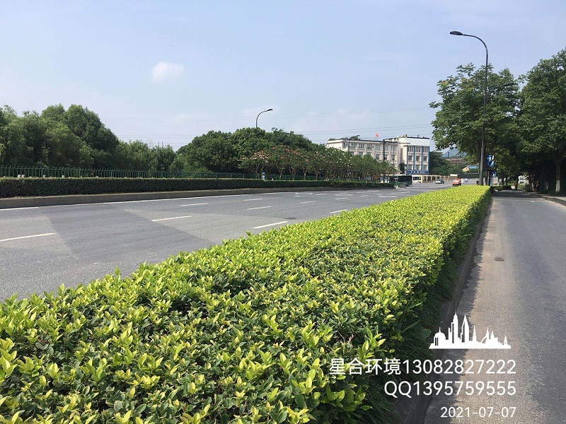 马路绿化养护