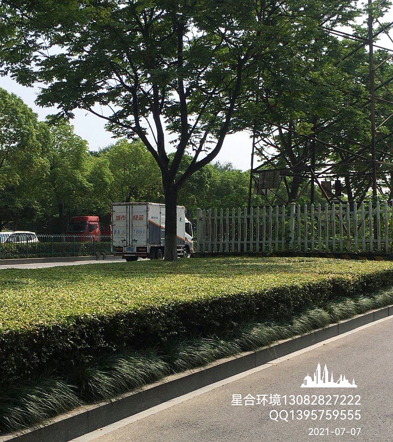马路绿化养护