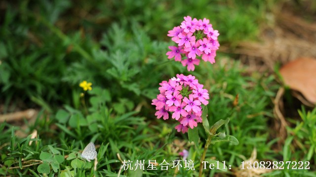 绿化养护