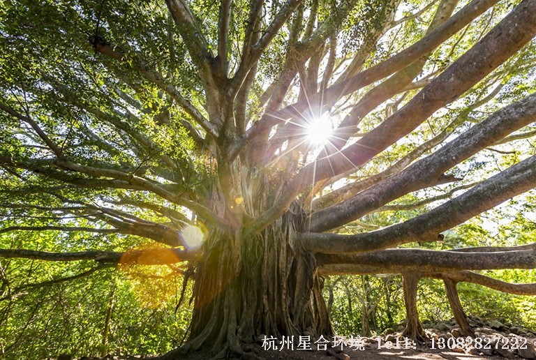 绿化养护树木