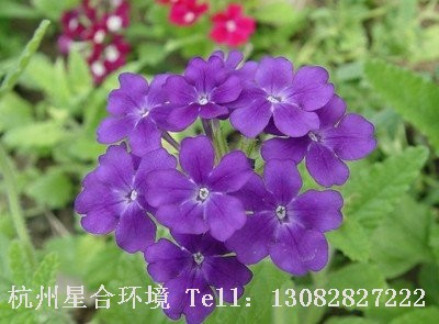 绿化养护美女樱