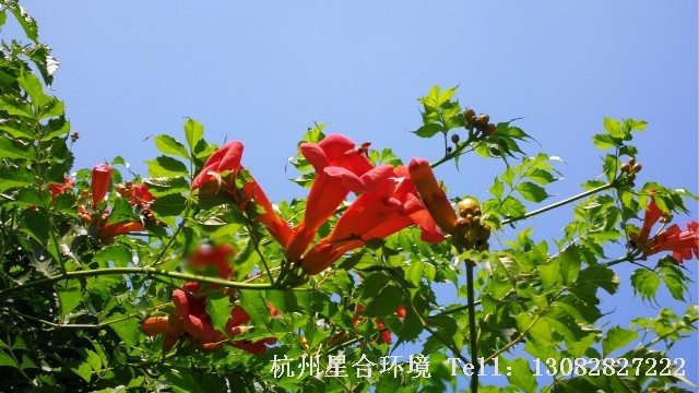 绿化养护