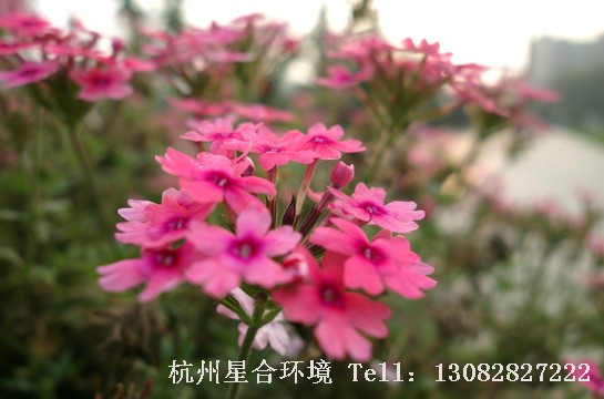 绿化养护粉色美女樱