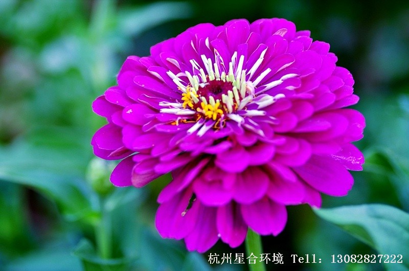 绿化养护百日草特写