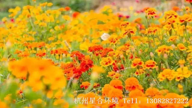 绿化养护