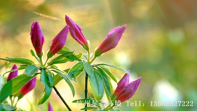 绿化养护-绿化养护中杜鹃花常见病虫害有哪些？