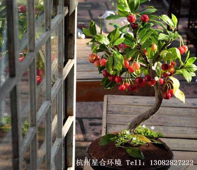 盆栽水果樱桃