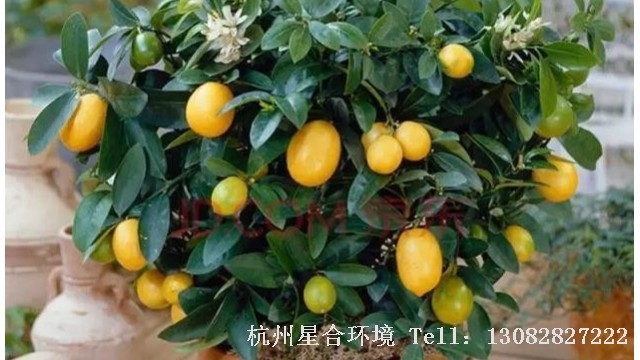 盆栽水果