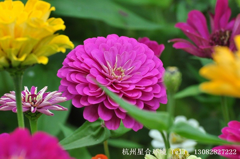 绿化养护花卉